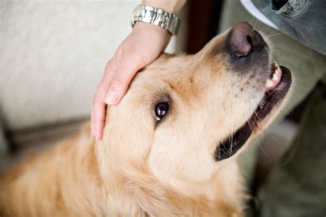 pferd orgasmus|Sex mit Tieren: Geschlechtsverkehr mit Hund, Pferd & Co.